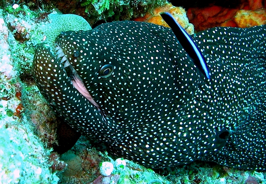 IMG_7640rc_Maldives_Madoogali_Mureneponctuee ou perlee-Gymnothorax meleagris.jpg